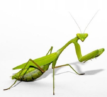 Praying Mantis @