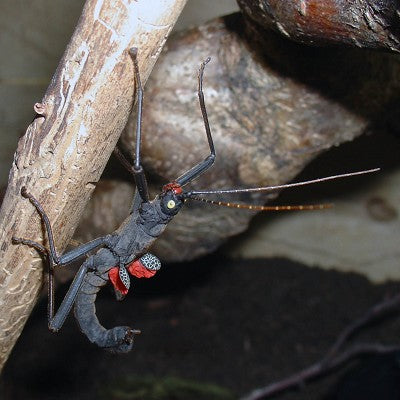 Golden eye stick insect