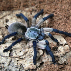 monocentropus balfouri blue