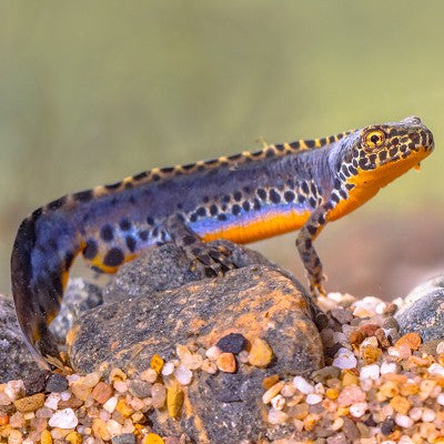 Alpine newt Ichtyosaura