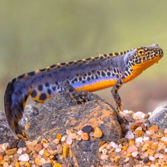 Alpine newt Ichtyosaura