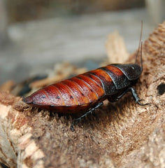 Madagascar hissing coackroach