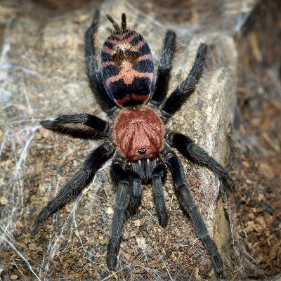 Davus pentaloris Red Tiger Rump Tarantul – Heevis