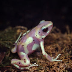 Dartfrog Patricia Albino