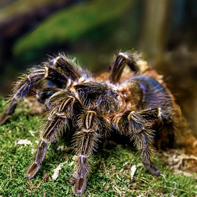 Theraphosa blondi S