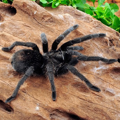 Black Uruguay Tarantula