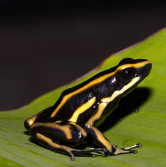 Yellow striped Dart Frog