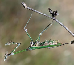 Littel Mainz Man Mantis