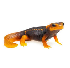 Birma Crocodile Newt