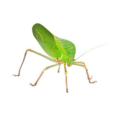 Giant Leaf Cricket