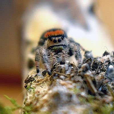 Jumping Spider Rastafari