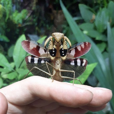 Peacock Mantis