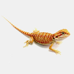 Baardagaam Hypo Cawely Super Red