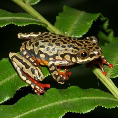 Hieroglyphic reedfrog