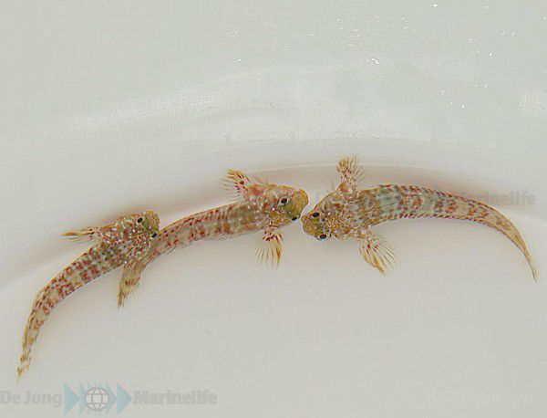 Scartella cristata - T.B.