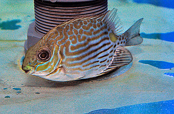 Siganus lineatus - T.B.