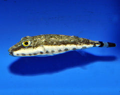 Sphoeroides spengleri