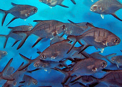 Trachinotus goodei - T.B.