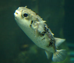 Tragulichthys jaculiferus