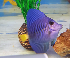 Zebrasoma xanthurum - T.B.