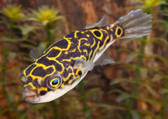Tetraodon biocellatus  Kogelvis fig.8 M