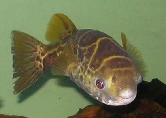 Tetraodon fluviatilis   Kogelvis XL