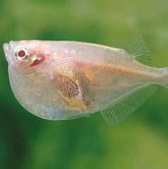 Thor.stellatus Gr.zilver bijlzalm albino
