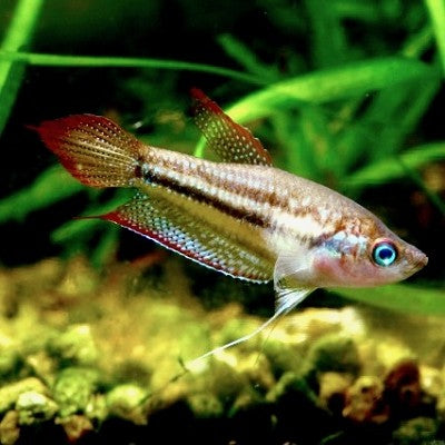 Trichopsis schalleri  Dwergknorgourami L