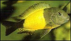 Tropheus moorii bemba 5-6 cm