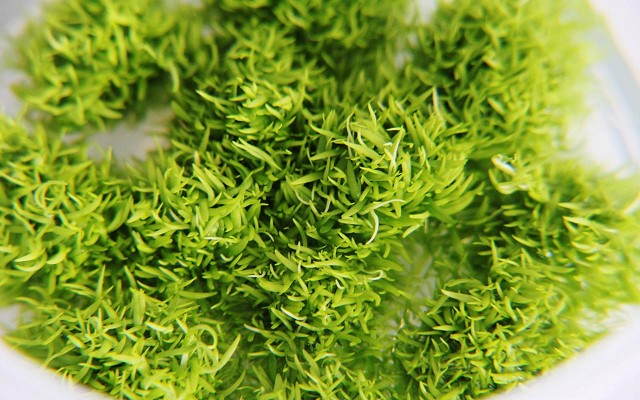 Utricularia graminifolia in cup 100 cc.