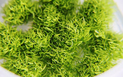 Utricularia graminifolia in cup 80 cc.@