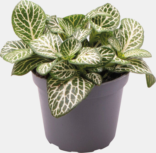 PT-FITTONIA VERSCHAFFELTII MINI WHITE
