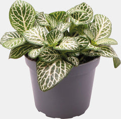PT-FITTONIA VERSCHAFFELTII MINI WHITE