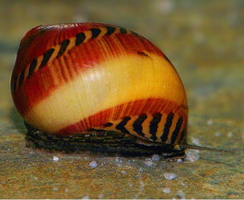 Vittina waigiensis- Red Racer snail 2 cm