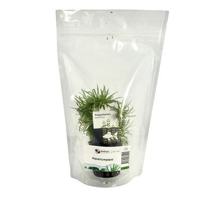 Pogostemon erectus in stazak