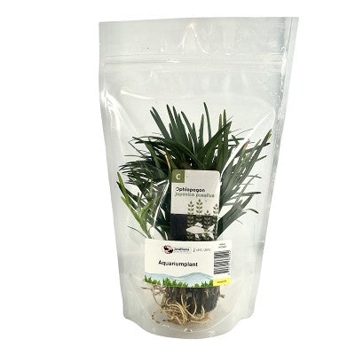 Ophiopogon japonica in stazak