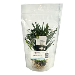 Ophiopogon japonica in stazak