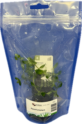 Bacopa caroliniana in stazak