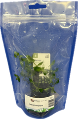 Bacopa caroliniana in stazak