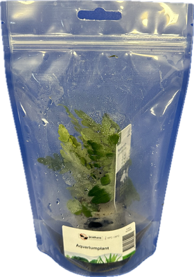 Hygrophila pinnatifida in stazak