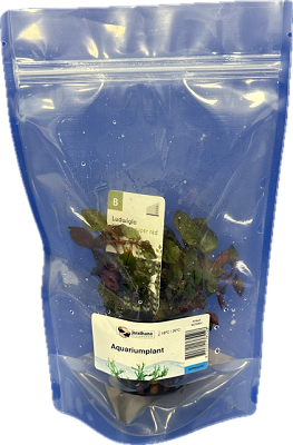 Ludwigia palustrusi super red in stazak