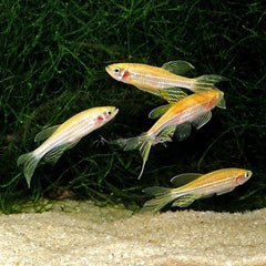 Brachydanio rerio Zebradanio gd sluier L