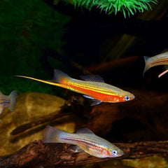 Xiph.helleri  Zwaarddrager Yucatan M @