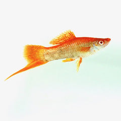 Xiph.helleri   Zwaarddrager albino ML