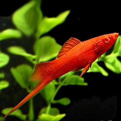 Xiph.helleri  Zw.drager blood red eye ML