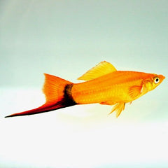 Xiph.helleri  Zwaarddrager gold comet ML