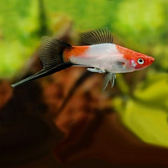 Xiph.helleri Zwaarddrager koi wagtail SM