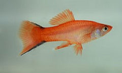 Xiph.helleri  Zwaarddrager pink comet ML