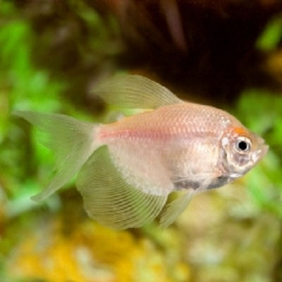 Gymnoc.ternetzi   Zwarte tetra goud HF @