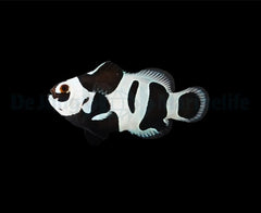 Amphiprion ocellaris (Black Storm) - DJM Bred